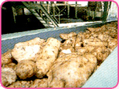 初級編 原料 本格焼酎と泡盛