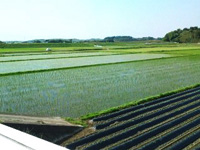 初夏の芋畑と田んぼ