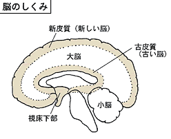 脳の仕組み